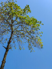 Branches against the sky
