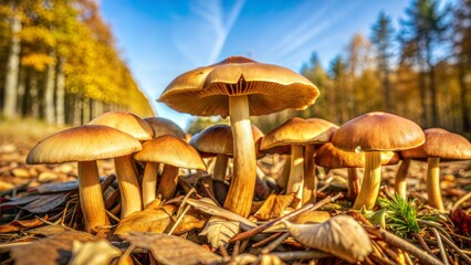 Fototapeta premium Mushrooms thriving on a forest floor in autumn..