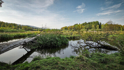 Scenic part of the educational trail Ol&scaron;ina in the &Scaron;umava region, with a wooden path winding through wetlands, meadows and trees. 
