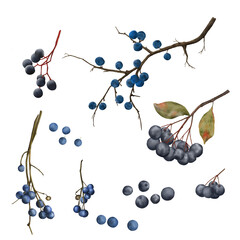 Winter berries of wild grapes. Watercolor digital illustration. Set of blue berries with withered leaves and blackthorn for autumn and Christmas cards. Botanical illustration isolated on background.