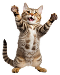 Fototapeta premium PNG Happy smiling dancing cat mammal animal kitten.