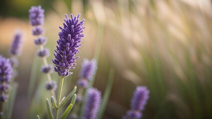 Fototapeta premium Vibrant Lavender Blooms in Soft Natural Light