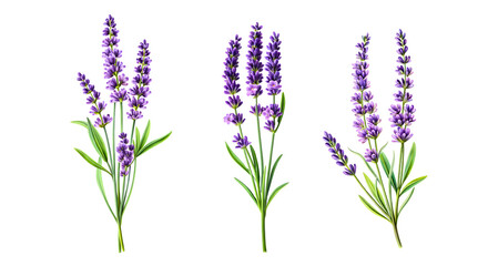 lavender isolated on white