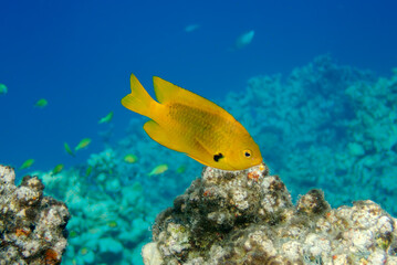 fish in the reef