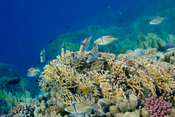 coral reef with fish