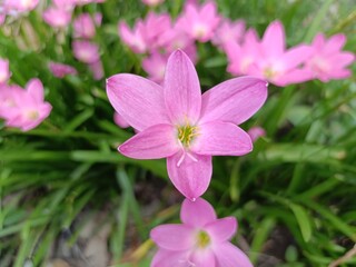 Naklejka premium pink flowers in a garden with green leaves and a yellow center.