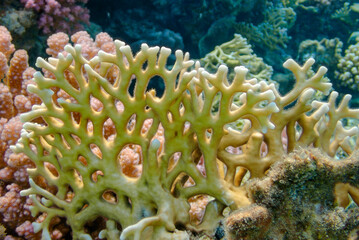 coral reef with coral