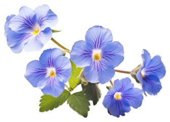 PNG Blue primrose blossom flower petal.
