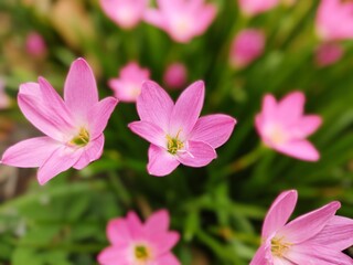 pink flowers in a garden with green leaves and a yellow center.