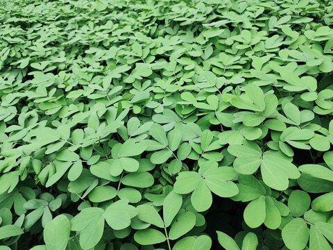 green grash