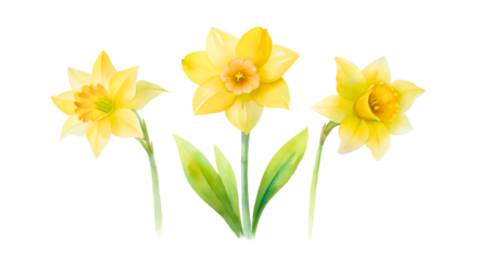 daffodils isolated on white