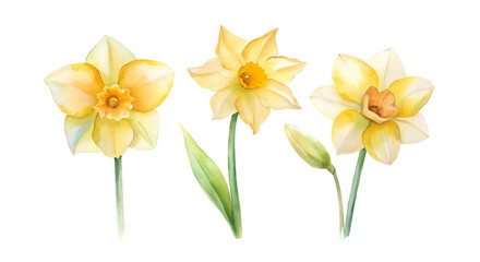 Fototapeta premium daffodils isolated on white