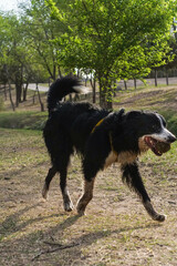 Fototapeta premium Primer plano de un lindo perro