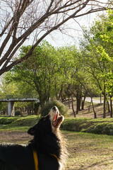 Primer plano de un lindo perro