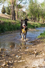 Primer plano de un lindo perro
