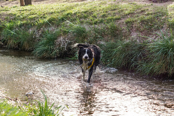 Primer plano de un lindo perro
