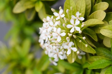 White Ixora, also known as West Indian Jasmine, on a bush in a garden.