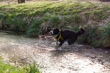 Primer plano de un lindo perro