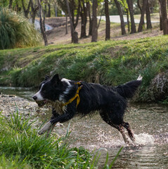 Primer plano de un lindo perro