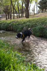 Primer plano de un lindo perro