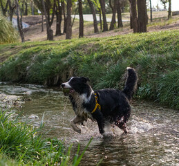 Primer plano de un lindo perro