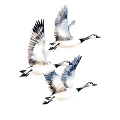 Obraz premium Watercolor Illustration of Three Geese Flying in Formation.