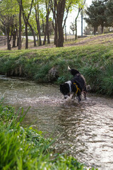 Primer plano de un lindo perro
