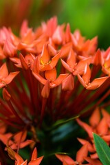 Red Ixora, also known as West Indian Jasmine, on a bush in a garden. Close-up shot.