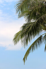 Portrait image of palm tree leaves on a blue cloudy sky background. The palm tree has great texture and warm natural lighting. 