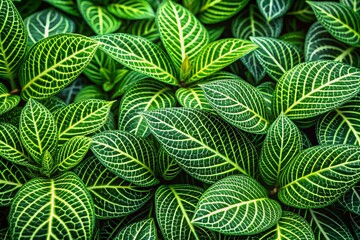 Close-up of Green Leaves Texture with Intricate Patterns and Natural Light for Background Use
