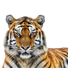 Obraz premium Colorful Tiger head Isolated on a white transparent background