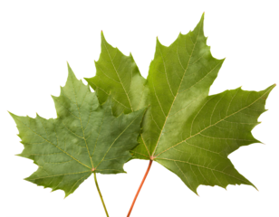 two green maple leaf, isolated on a transparent background.
