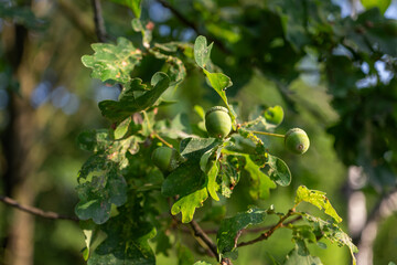 Fototapeta premium A green acorn on a tree. 