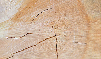 Light brown sawed tree cutaway log texture with cracks on it