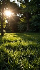 Sunlight filtering through lush leaves onto green grass.