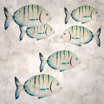 stylish square textured old paper background with watercolor of Diplodus sargus,  sargo, common white seabream
