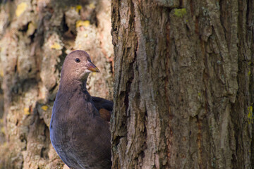 common moorhen chick is standing on the tree close-up
