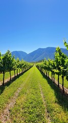 Naklejka premium Serene vineyard rows stretching towards majestic mountains under a clear blue sky
