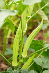Delicious Okra Fruits In The Garden