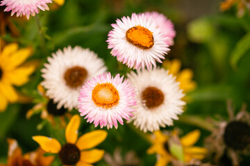 Obraz premium Beautiful Ornamental Strawflowers