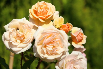 Absolutely beautiful Peach or Apricot coloured Roses.