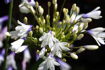 Agapanthus 'Queen Mother'. This beautiful flower has white flowers with a delicate blue base.