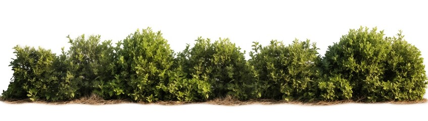 A bush adorned with green leaves, prominently featured on a white background, showcasing its vivid color and texture.