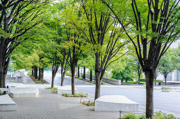 都市部の緑道、プロムナード、銀杏並木、みなとみらい21地区