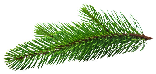 Obraz premium PNG Plant tree pine fir.