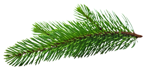 PNG Plant tree pine fir.