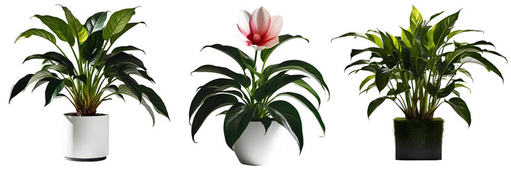 Indoor plant with flower isolated