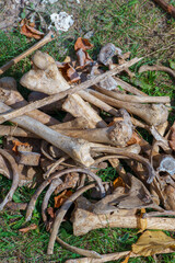 Human bones in the ground during excavations. Archaeological excavations. Ancient human remains. An excavated grave. Concealment of a crime.
