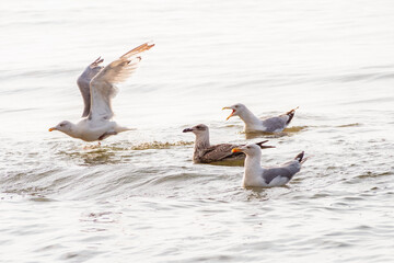 Group of Seagulls Interacting in Sea Waves © AFilipczuk