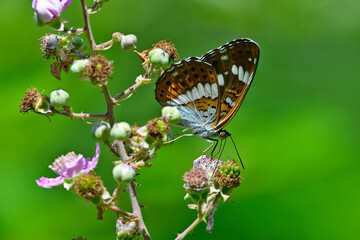 Kleiner Eisvogel // White admiral (Limenitis camilla)